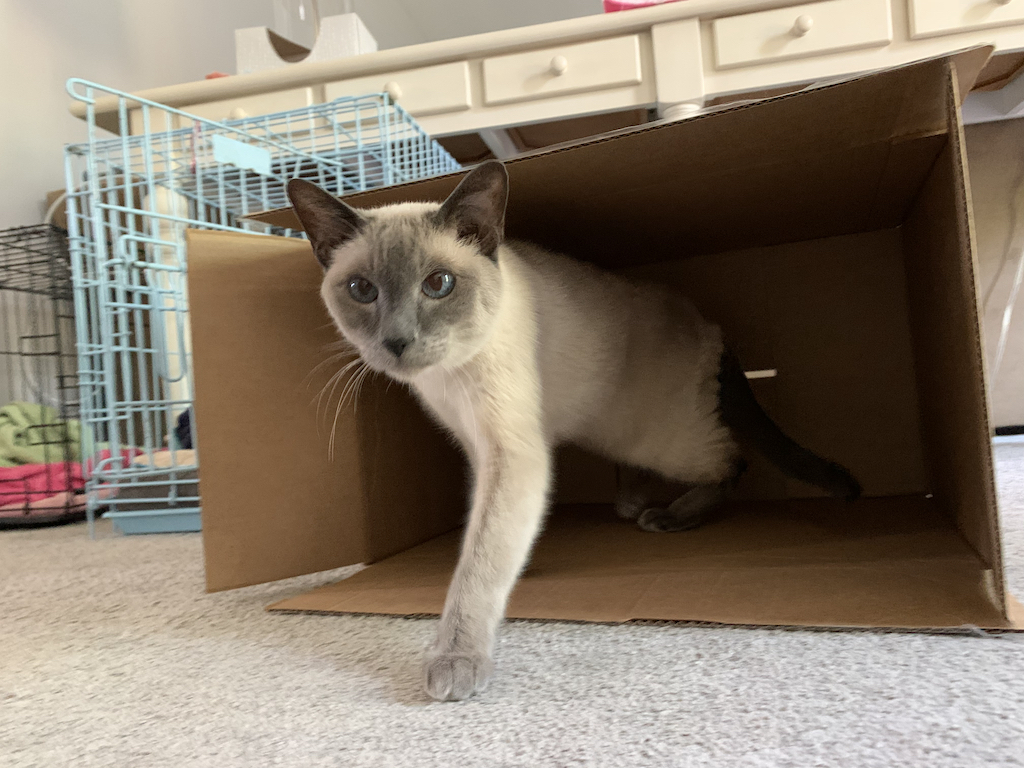 Review: Eleven Puzzles’ Unboxing the Mind of a Cryptic&nbsp;Killer