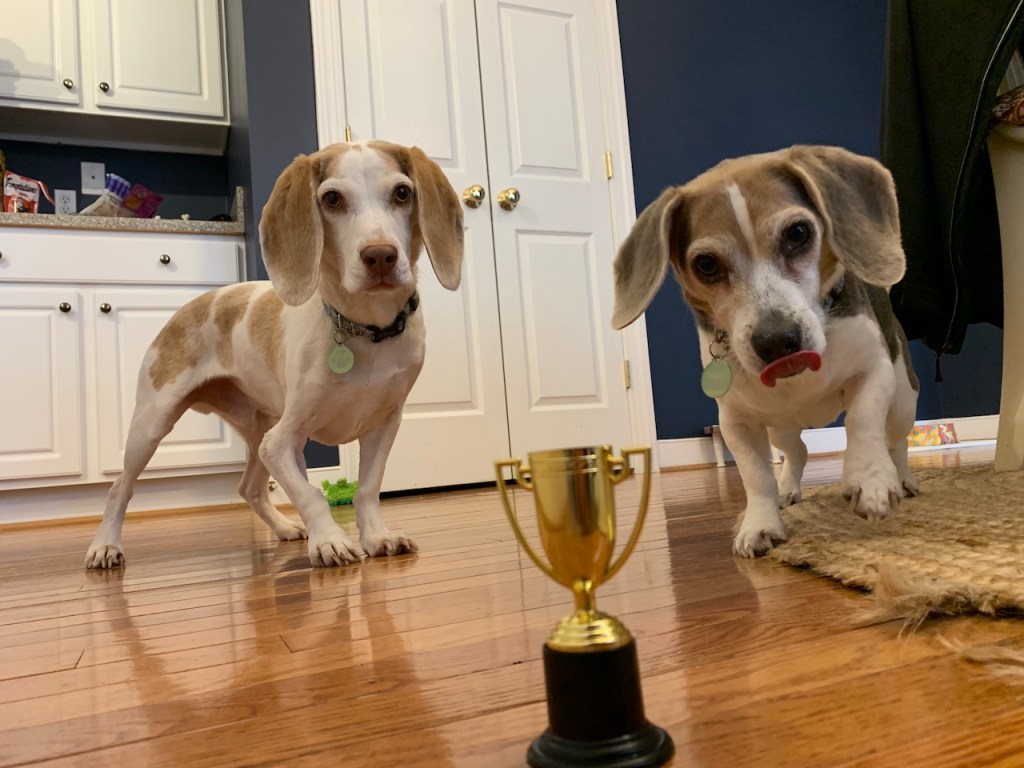 Clash of Chaos and Confetti 1 – Circadians: First&nbsp;Light